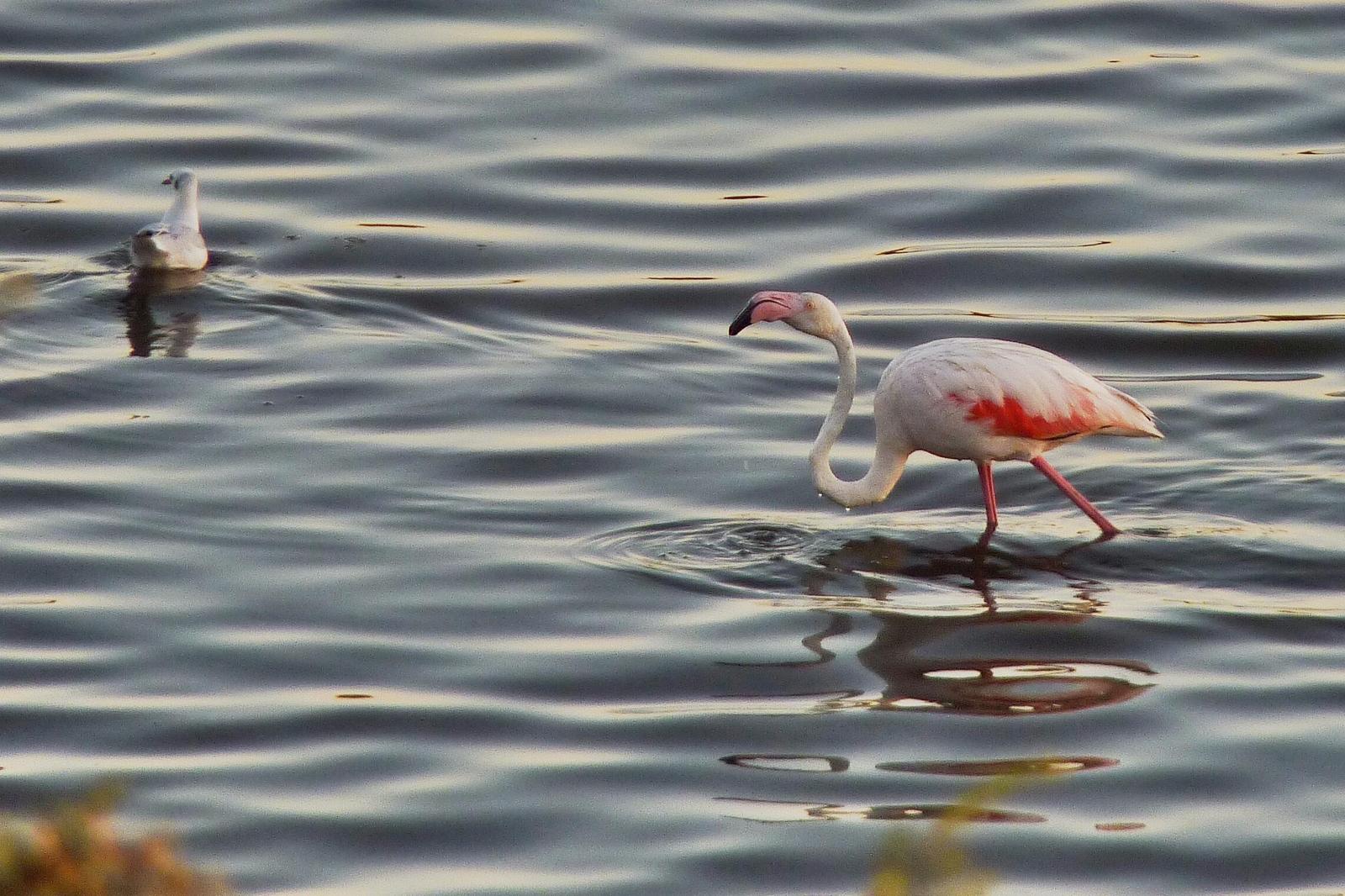 Greater Flamingo Photo by Tino Fernandez