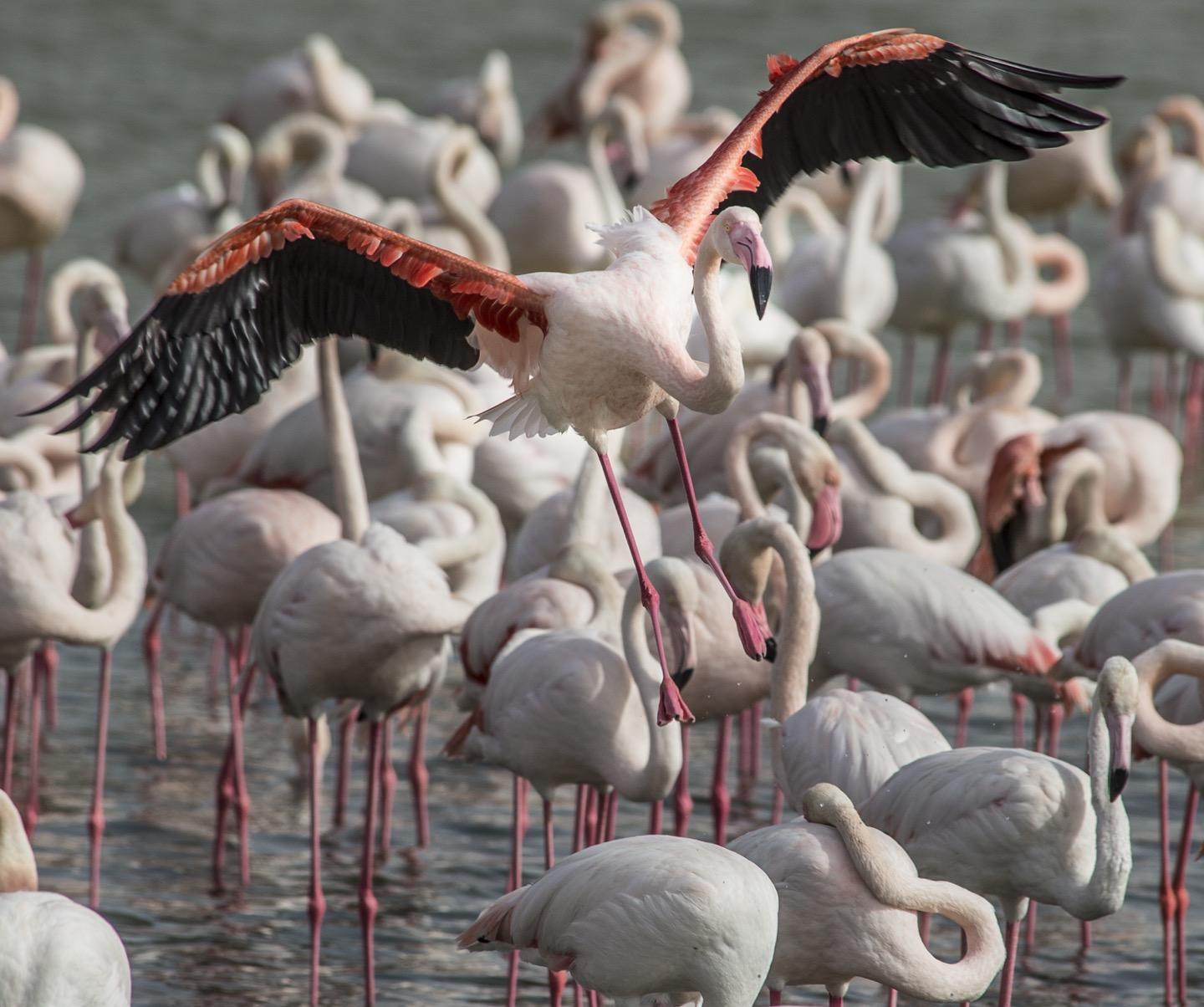 Greater Flamingo Photo by Pete Myers