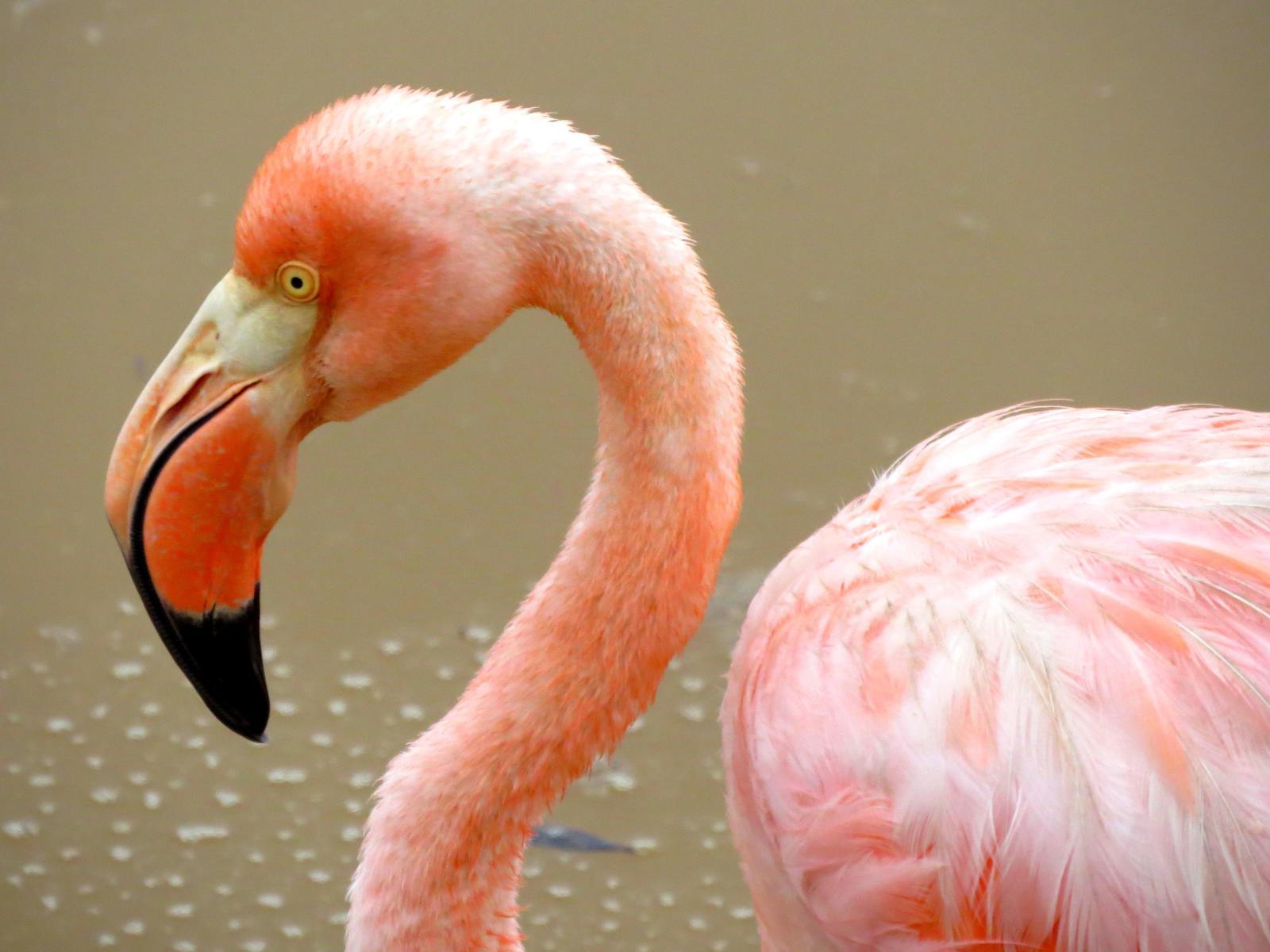 American/Greater Flamingo Photo by Kent Jensen