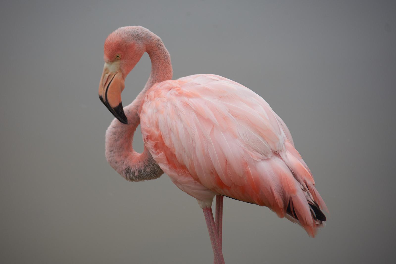American/Greater Flamingo Photo by Emilie Haynes