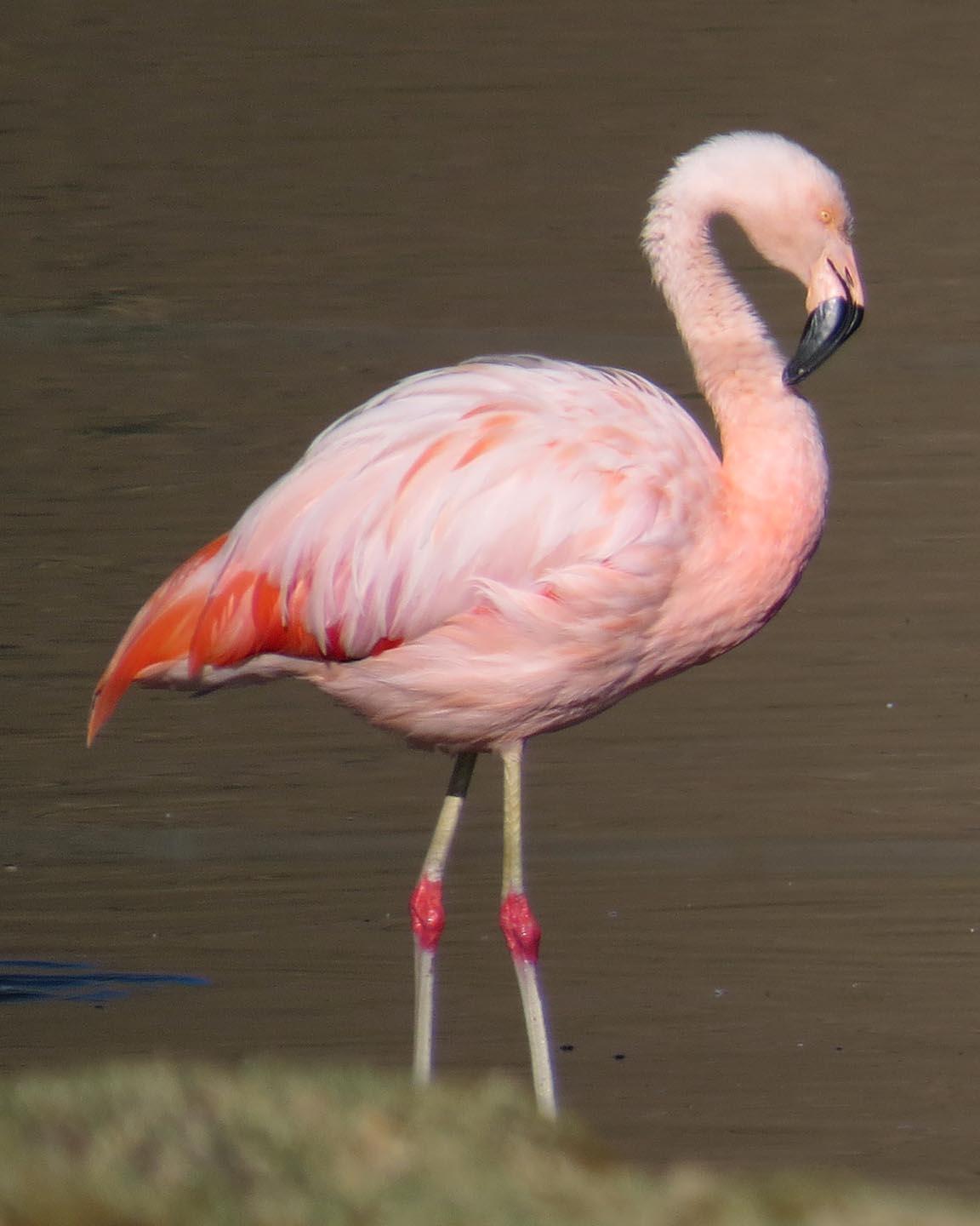 Chilean Flamingo Photo by Peter Boesman