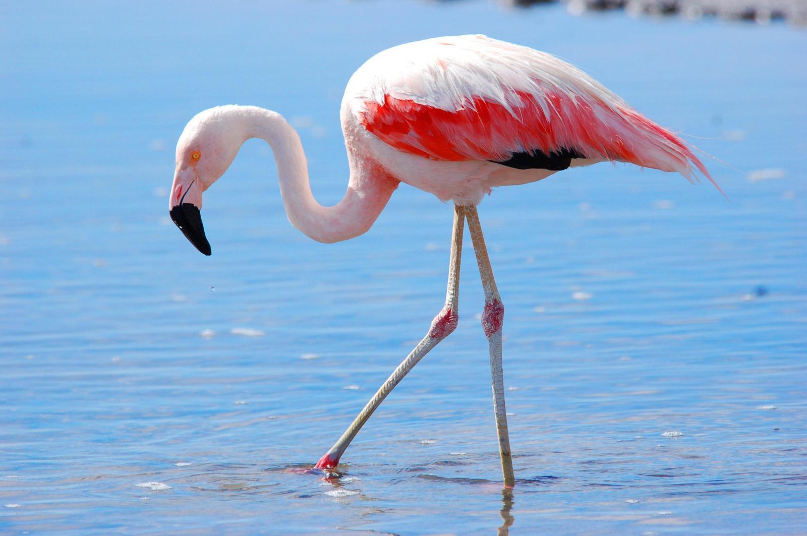 Chilean Flamingo Photo by Carlos Silva-Quintas