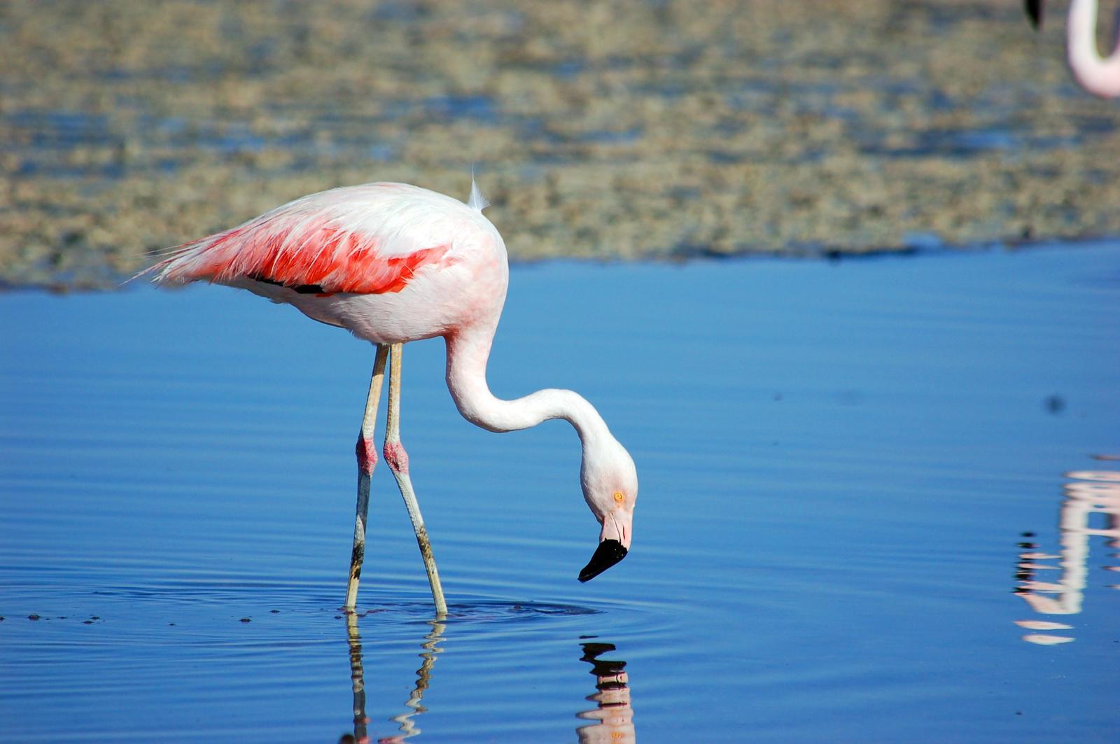 Chilean Flamingo Photo by Carlos Silva-Quintas