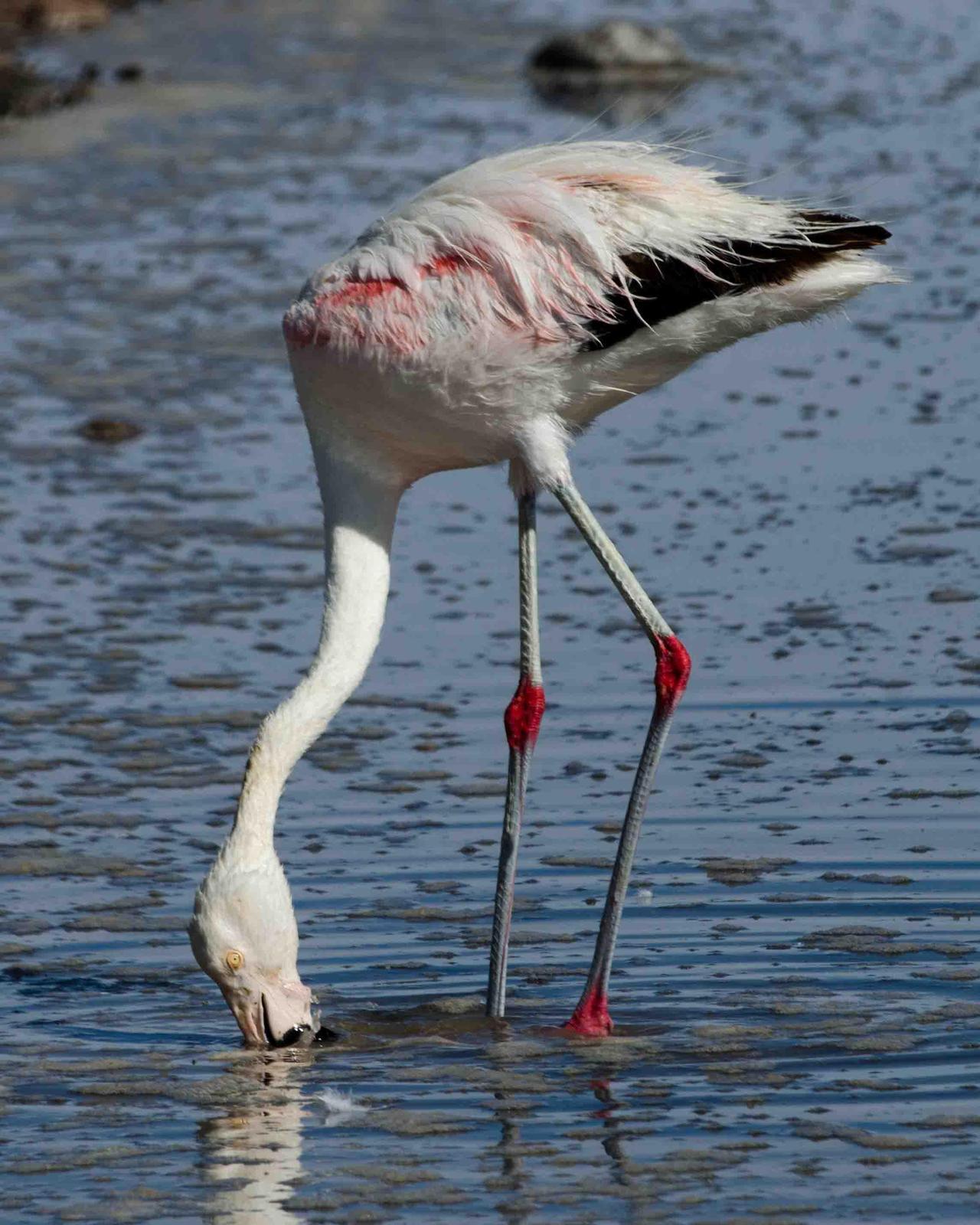 Chilean Flamingo Photo by Bob Hasenick