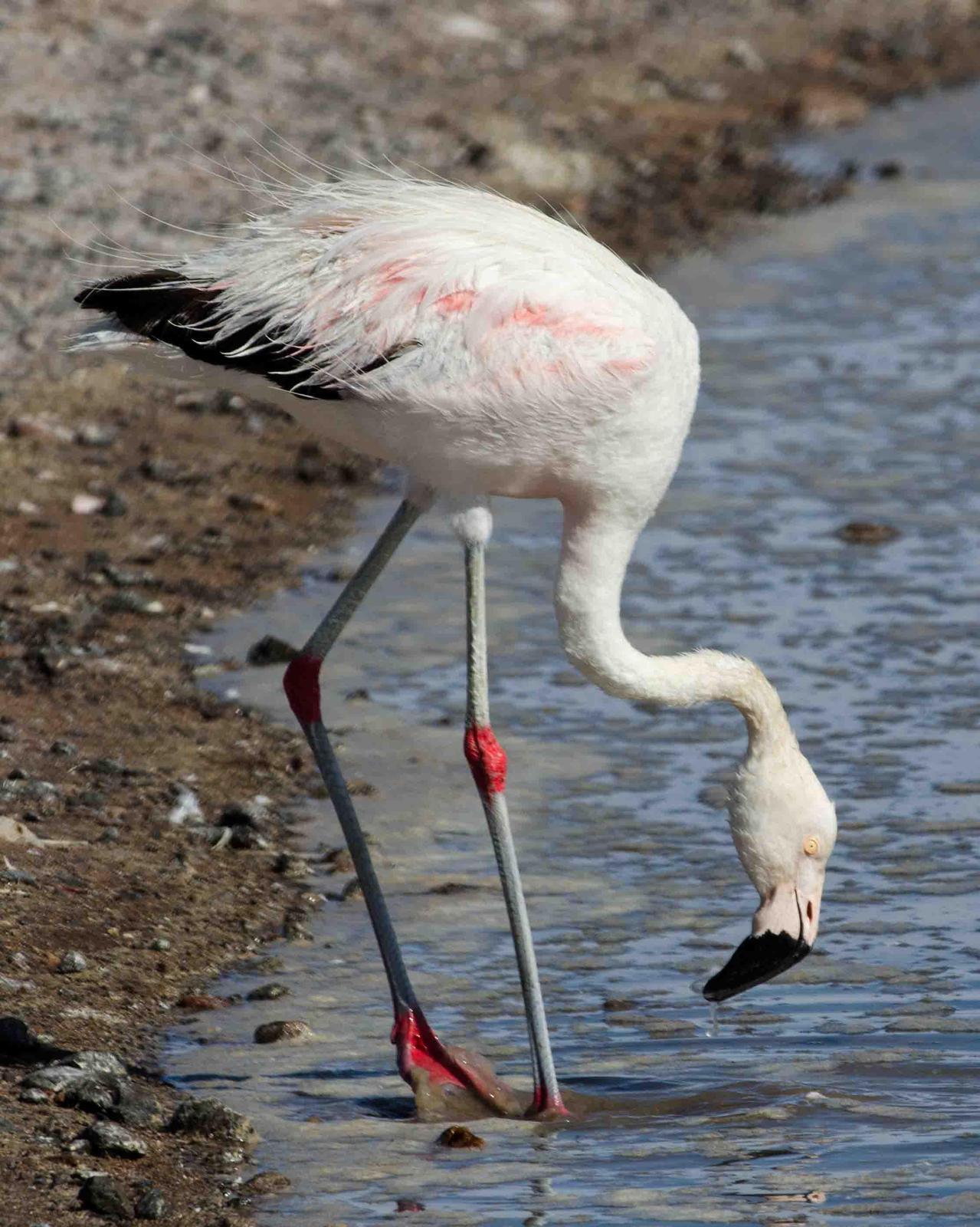 chilean flamingo images