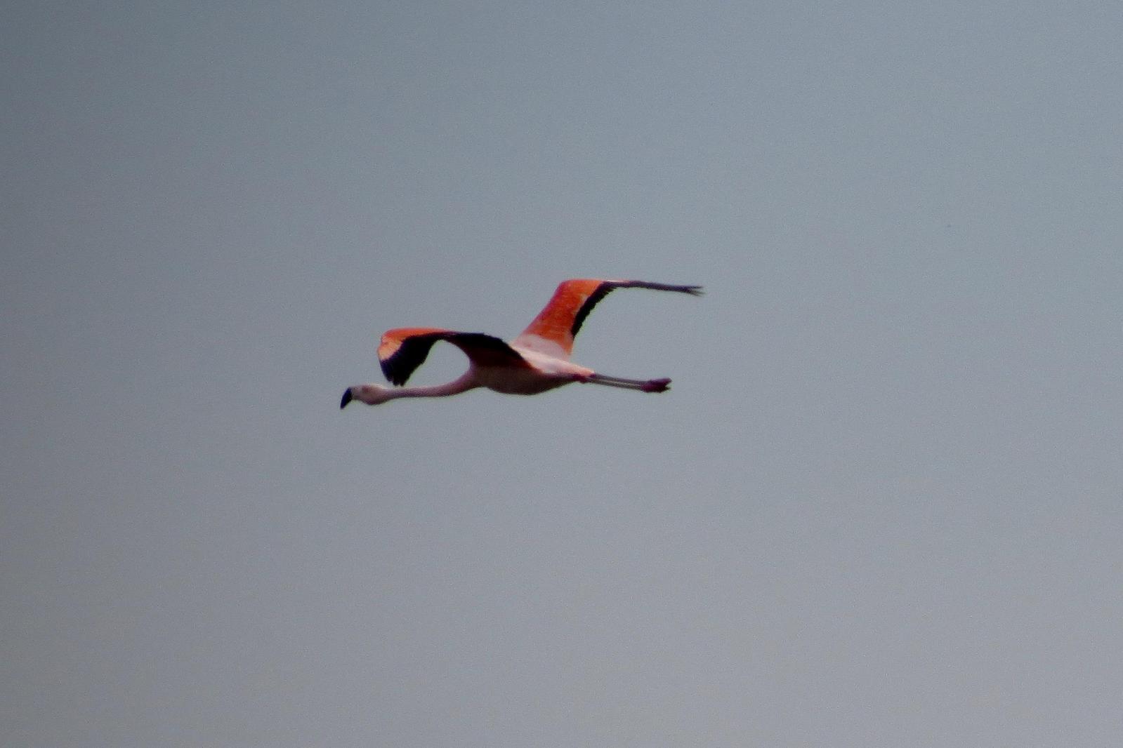 Chilean Flamingo Photo by Jeff Harding
