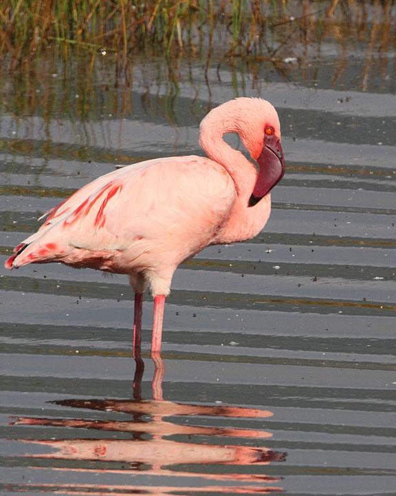 Lesser Flamingo Photo by Jack Jeffrey