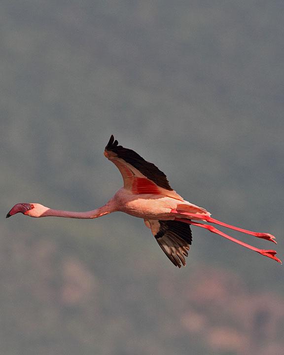 Lesser Flamingo Photo by Jack Jeffrey