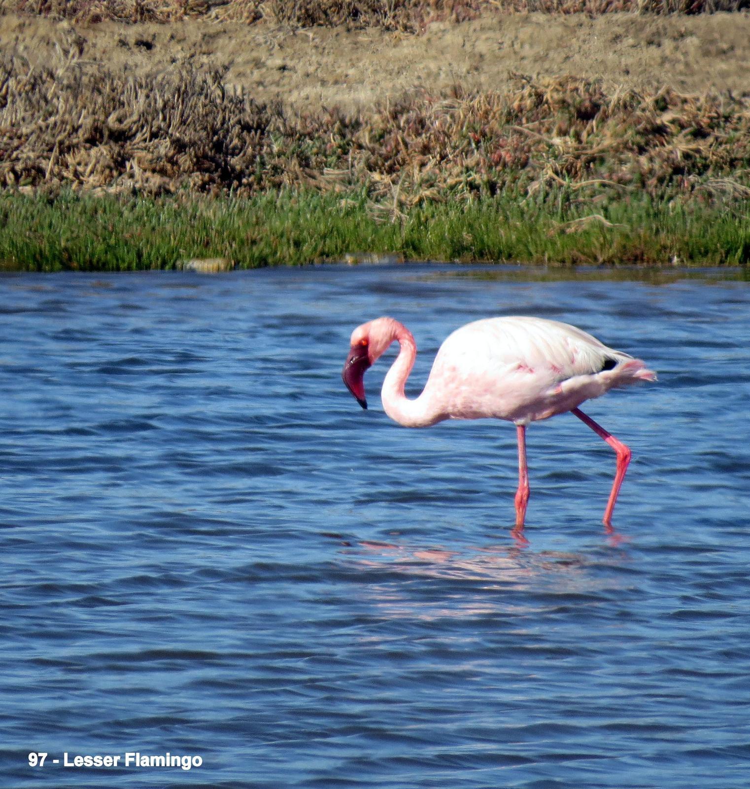 Lesser Flamingo Photo by Richard  Lowe