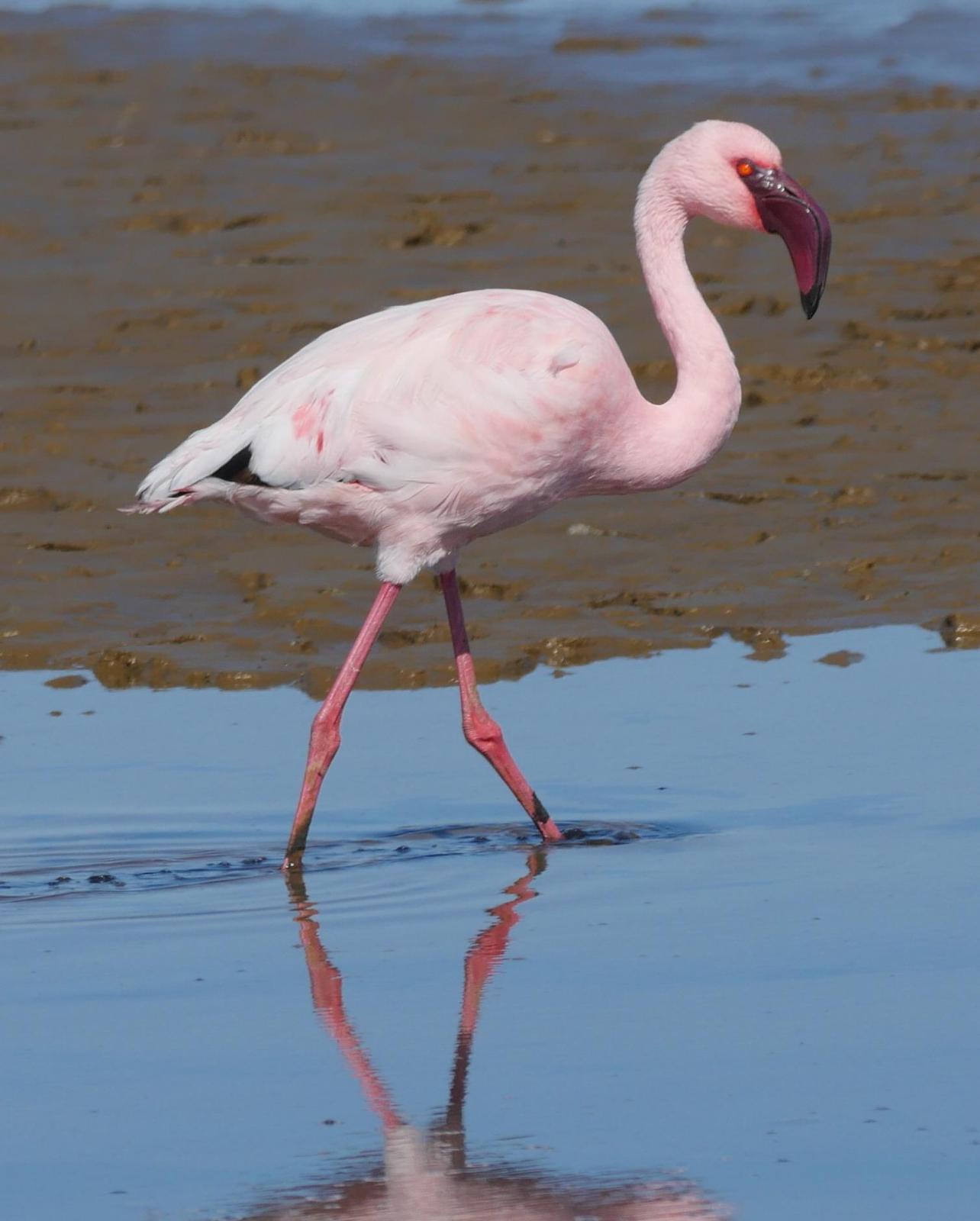 Lesser Flamingo Photo by Peter Lowe
