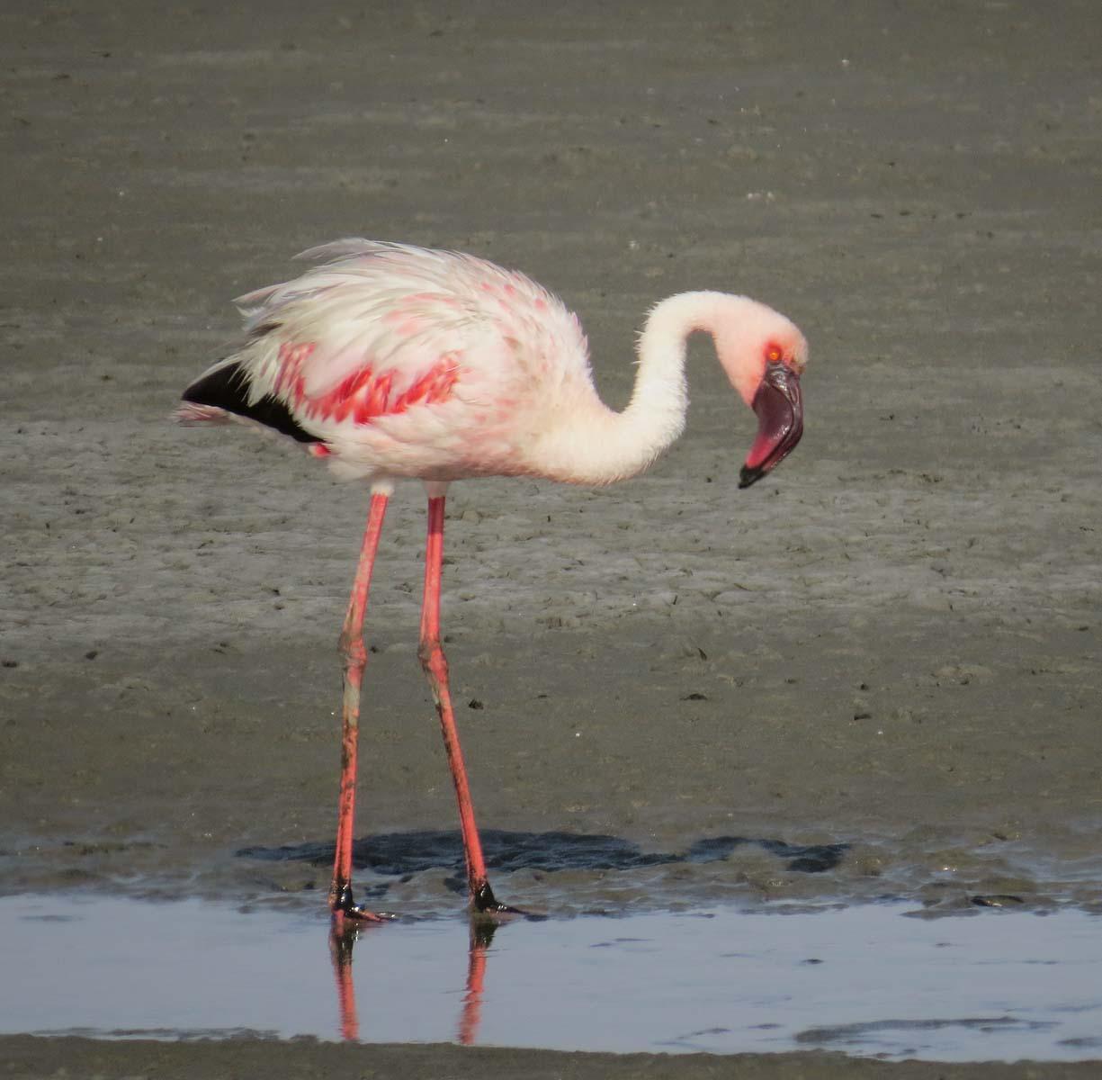 Lesser Flamingo Photo by Peter Boesman