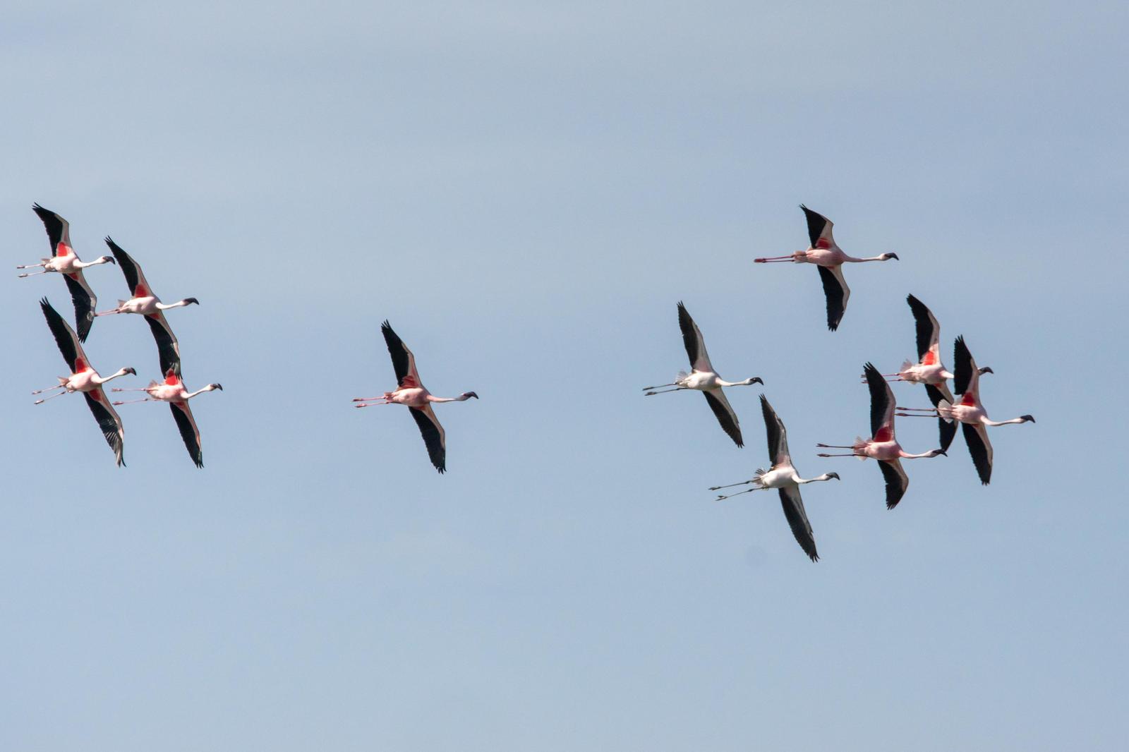 Lesser Flamingo Photo by Gerald Hoekstra