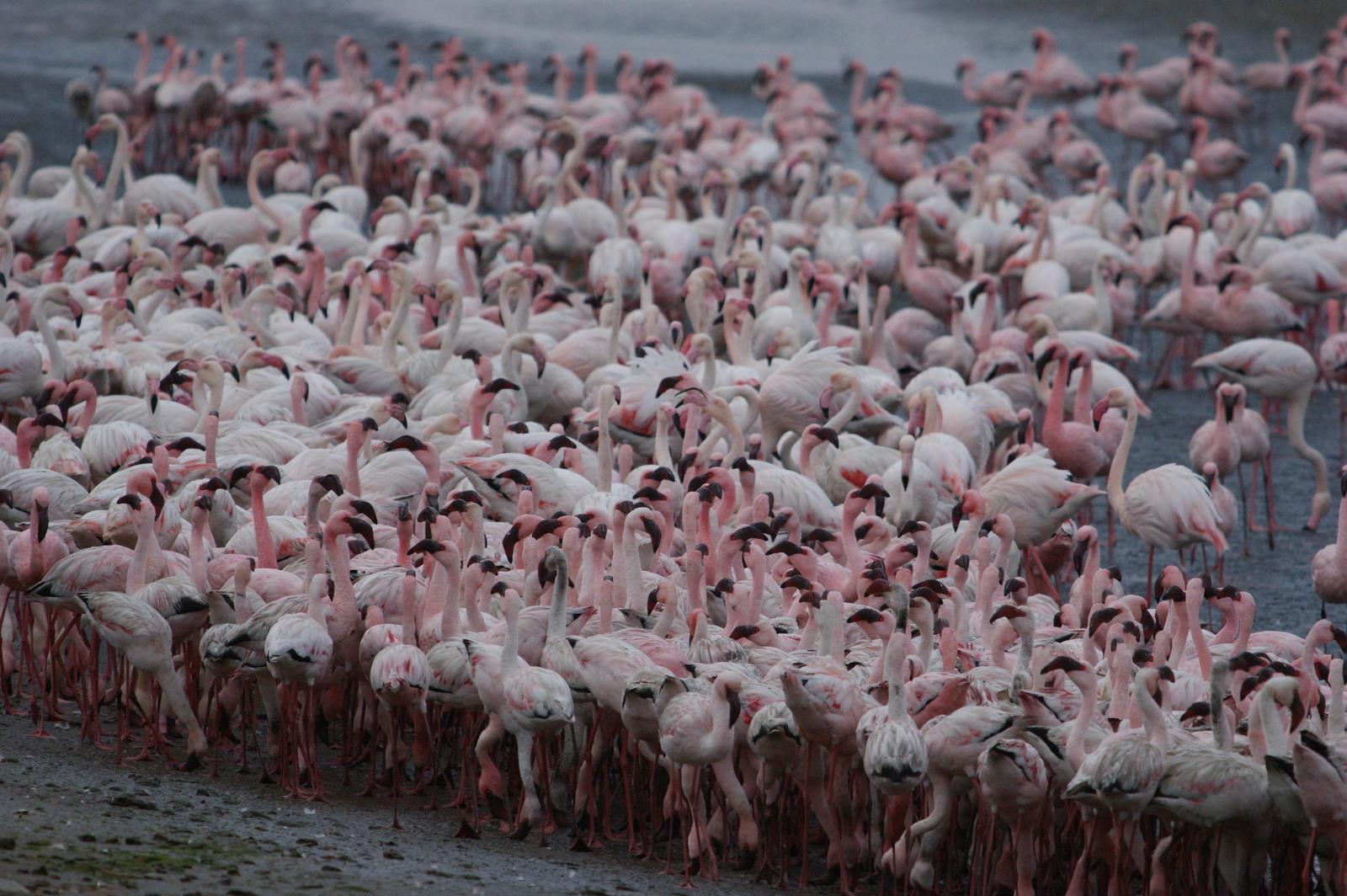 Lesser Flamingo Photo by Ethan Kistler