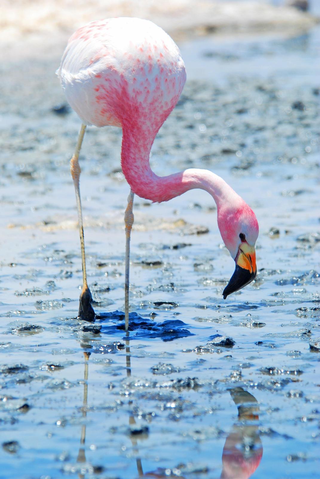 Andean Flamingo Photo by Carlos Silva-Quintas