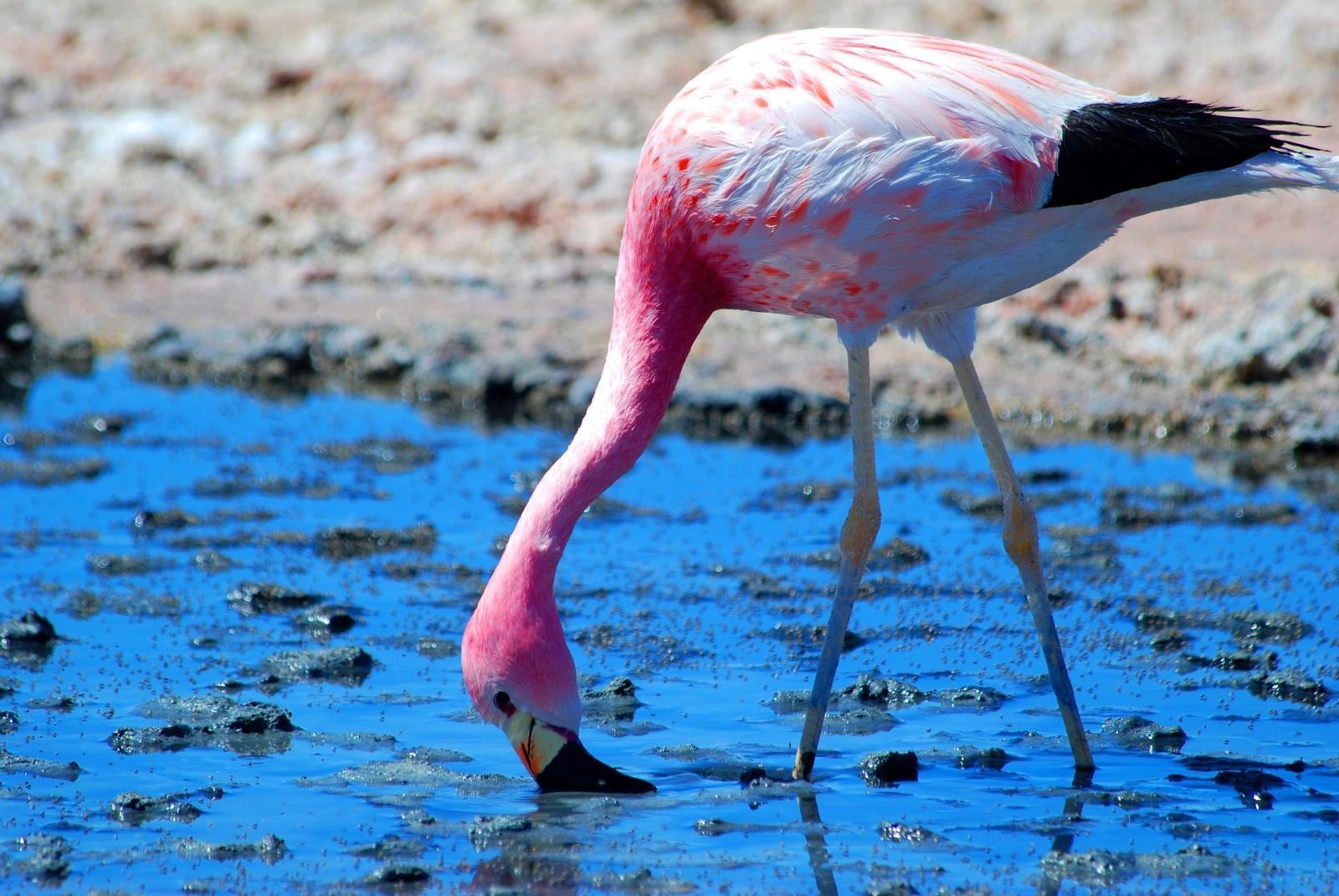 Andean Flamingo Photo by Carlos Silva-Quintas