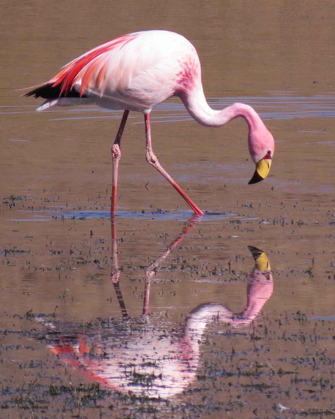 James's Flamingo Photo by Peter Boesman