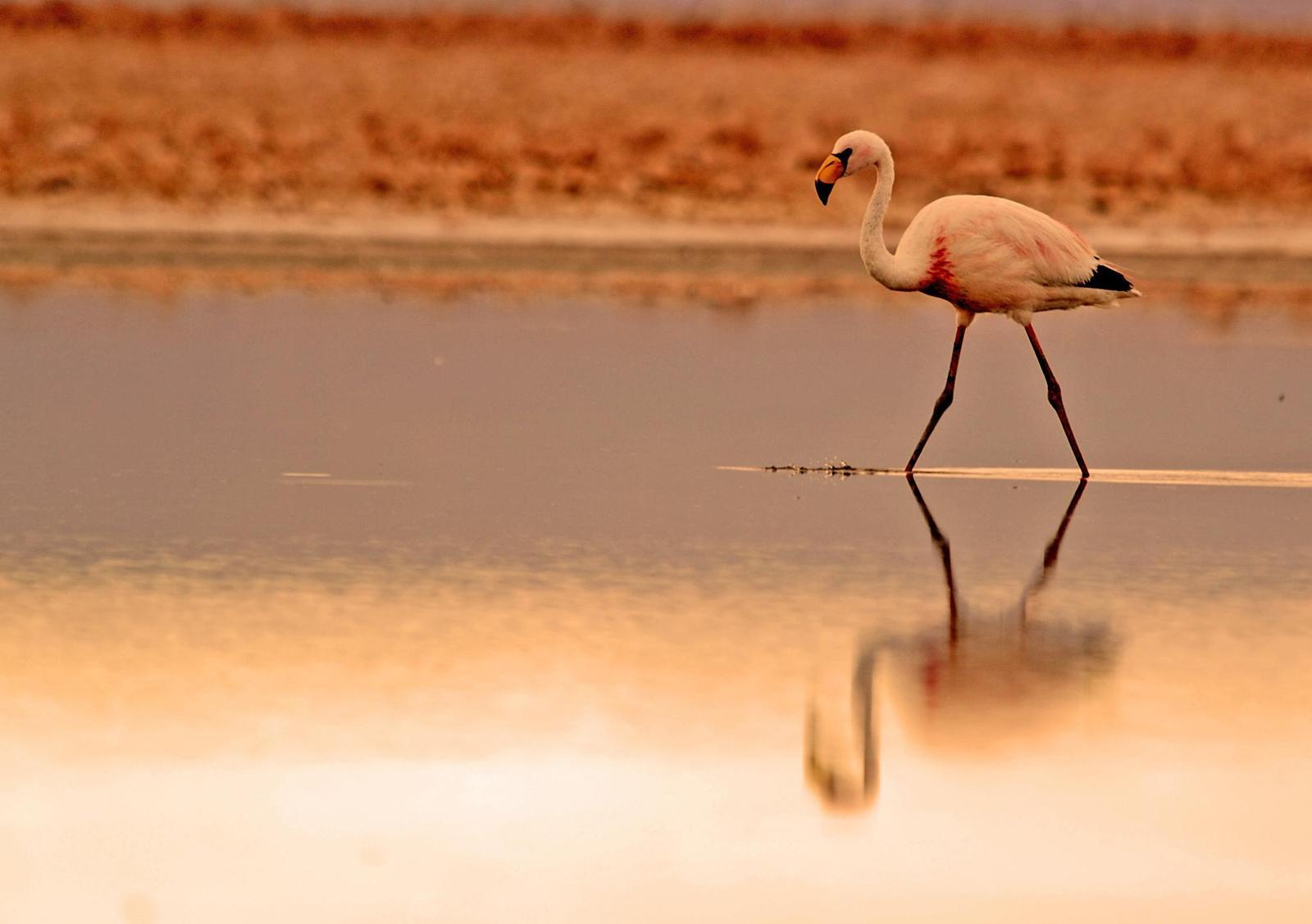 James's Flamingo Photo by Carlos Silva-Quintas