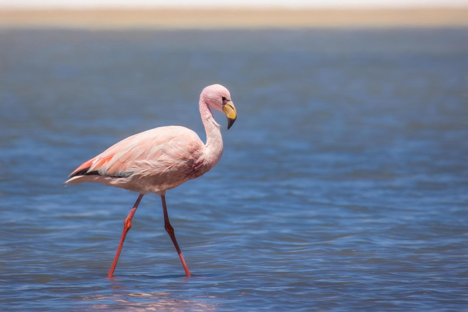 James's Flamingo Photo by Emily Mitchell