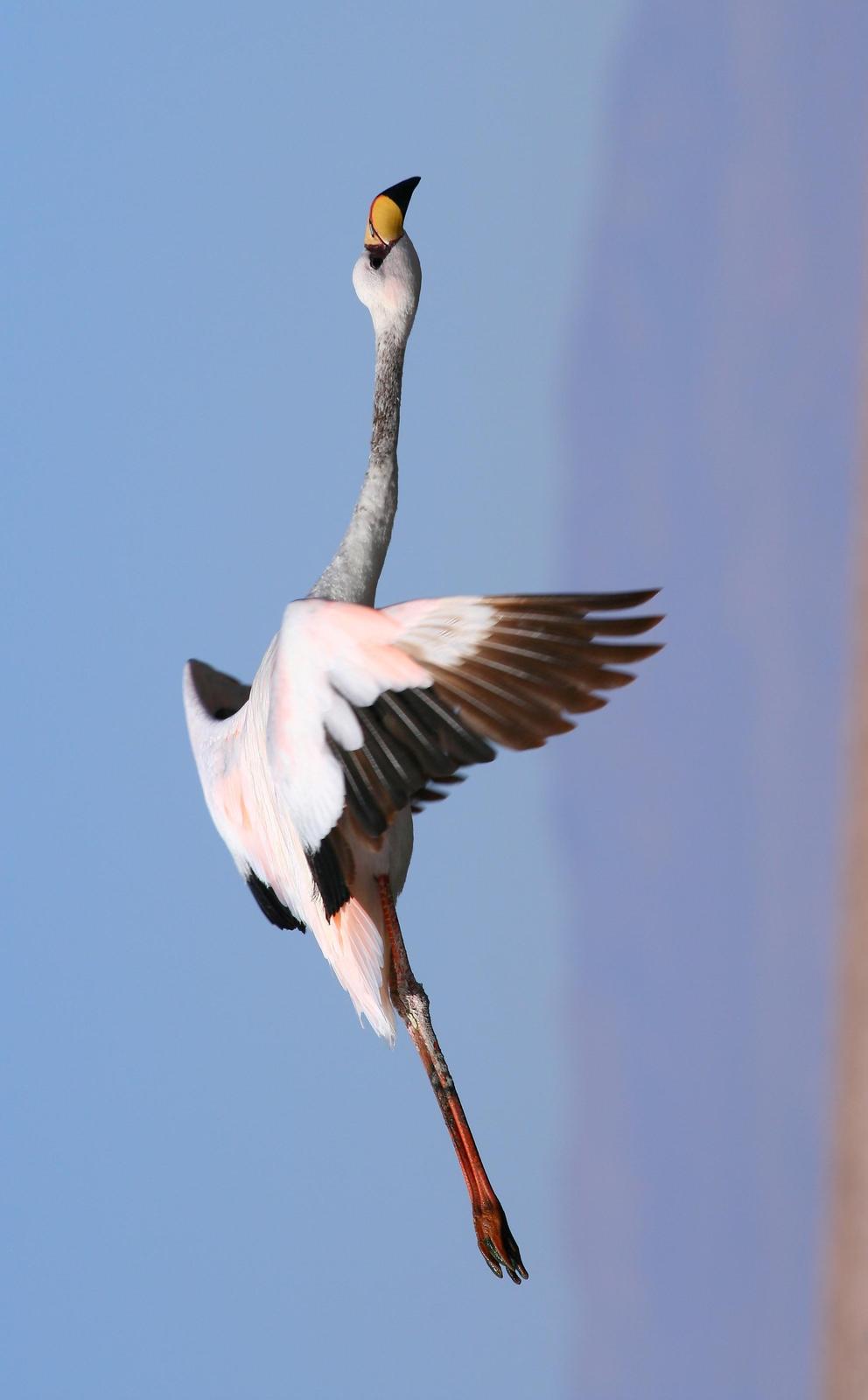 James's Flamingo Photo by Lee Harding