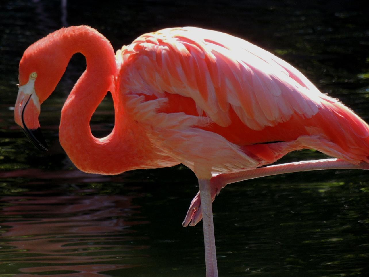 flamingo sp. Photo by Tony Heindel