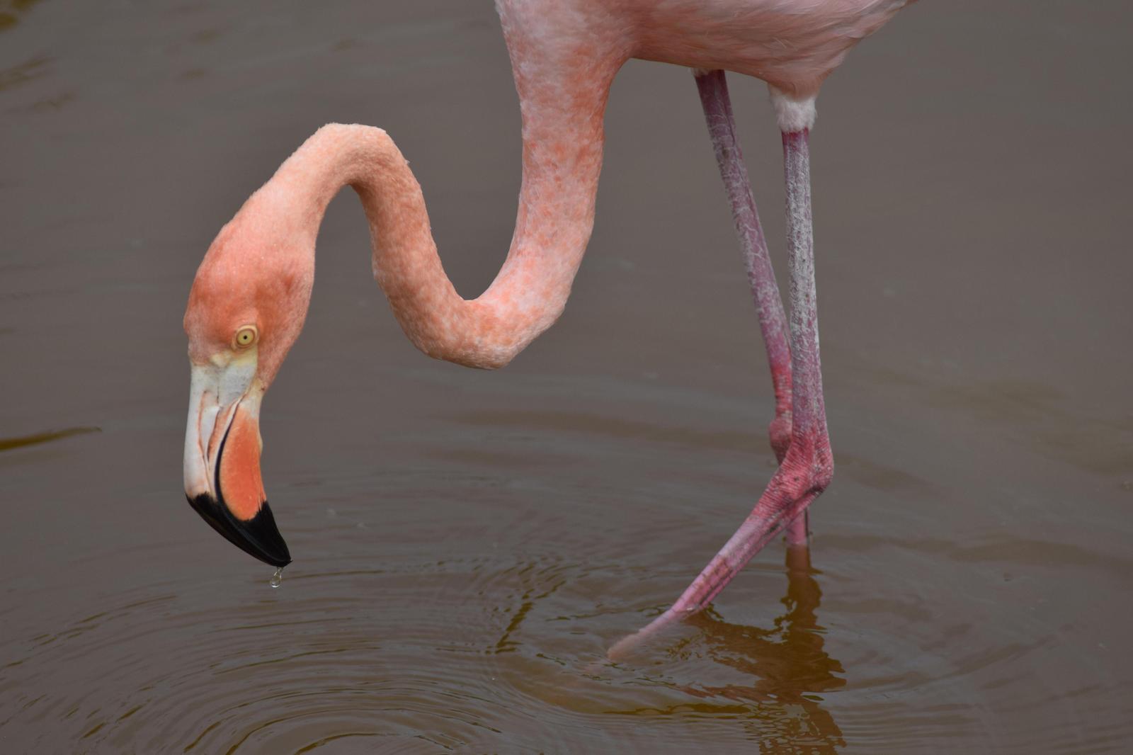 flamingo sp. Photo by Ian Wikarski