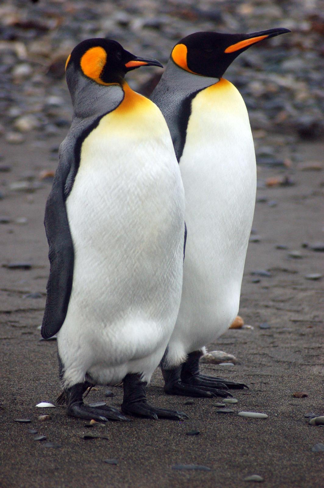 King Penguin Photo by Carlos Silva-Quintas