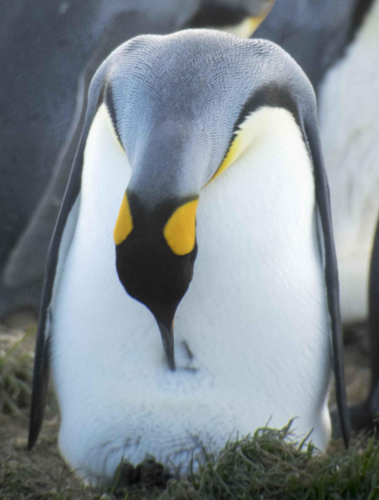 King Penguin Photo by Bob Hasenick