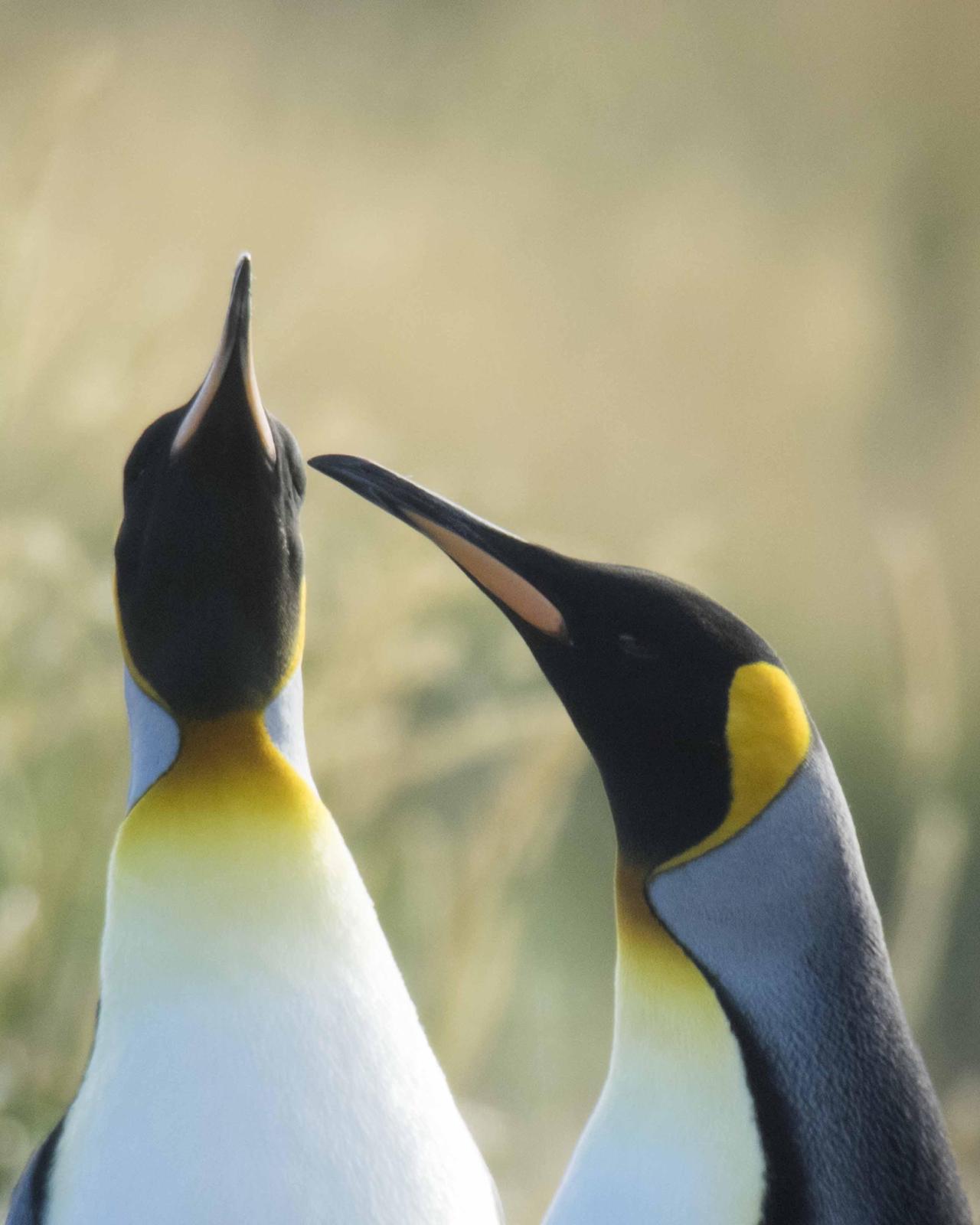 King Penguin Photo by Bob Hasenick