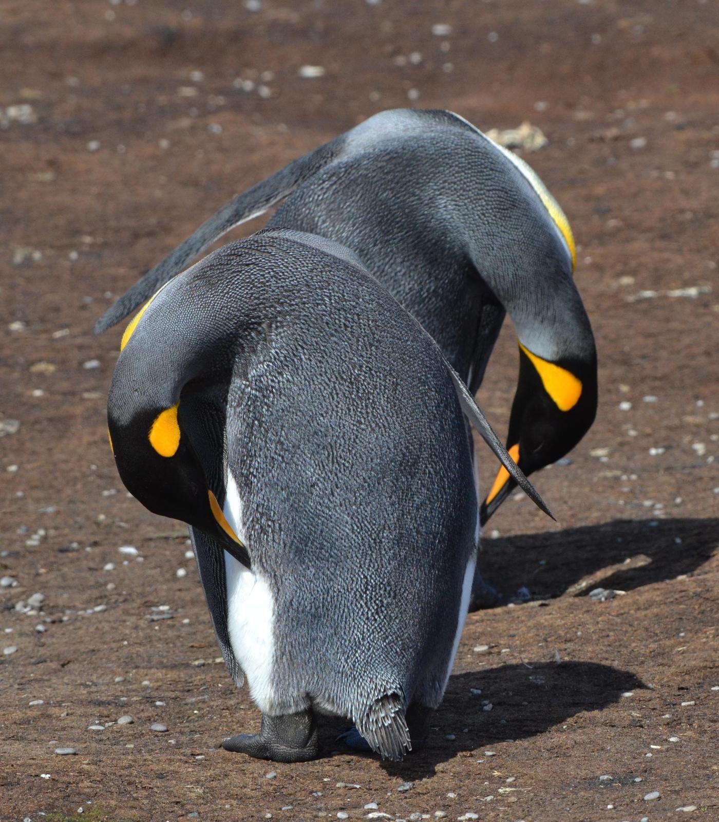 King Penguin Photo by Lizabeth Southworth