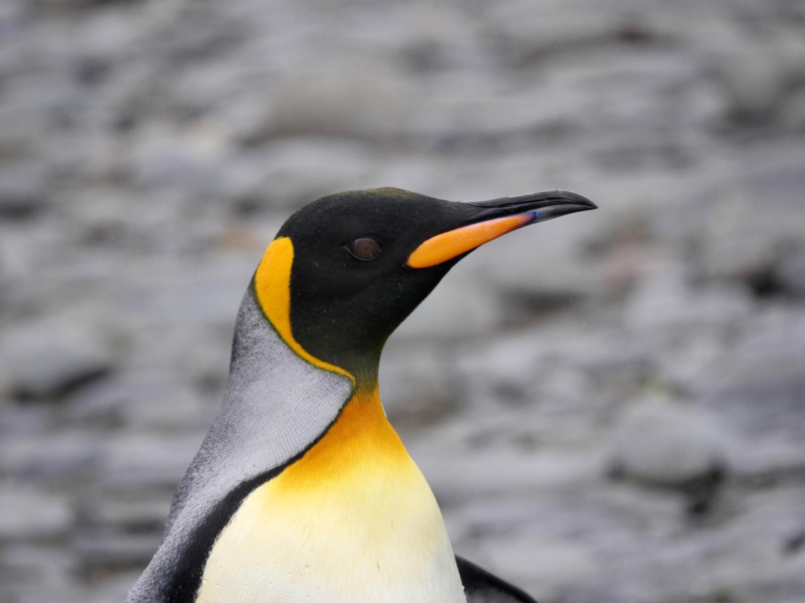 King Penguin Photo by Peter Lowe