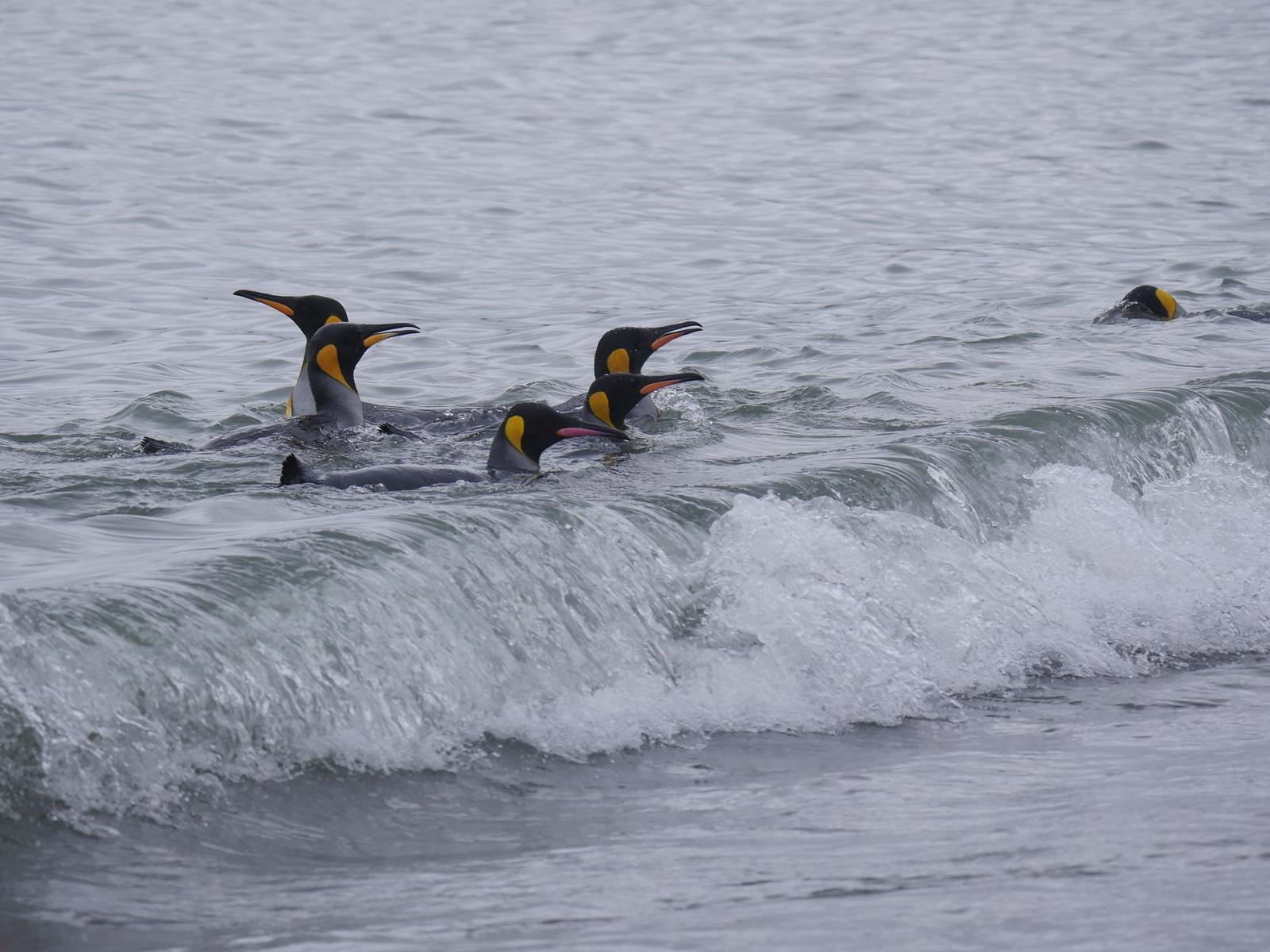 King Penguin Photo by Peter Lowe