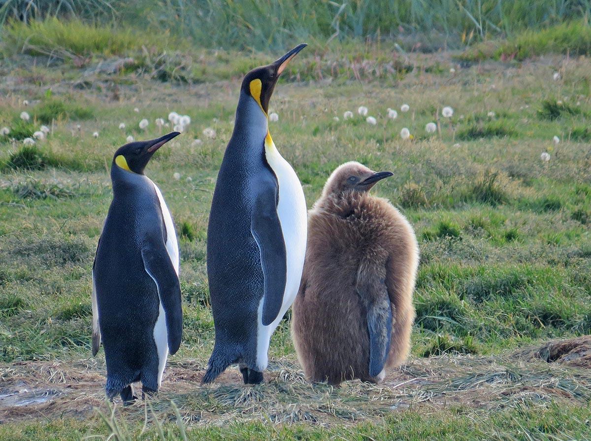 King Penguin Photo by Peter Boesman