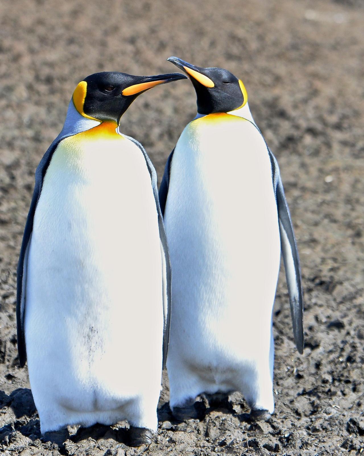 King Penguin Photo by Gerald Friesen