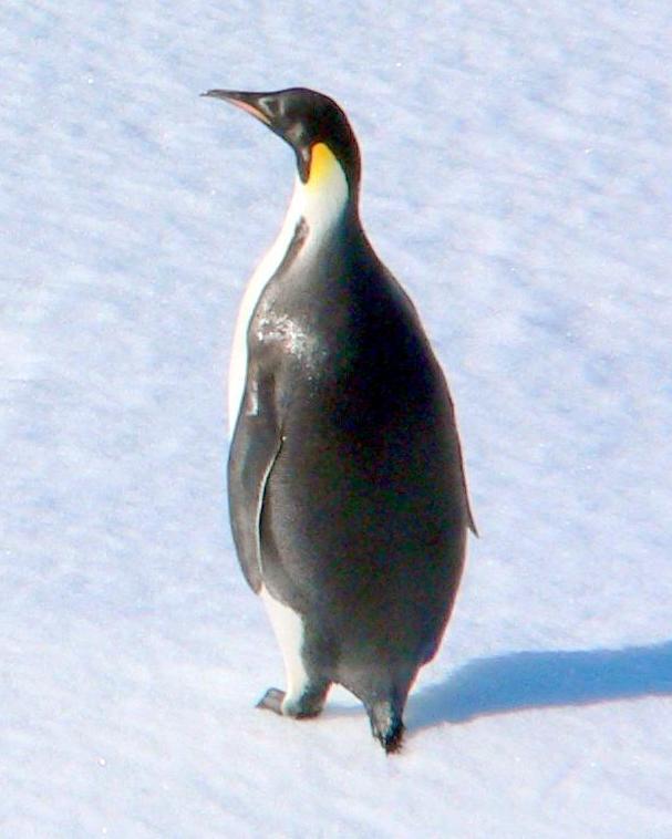 Emperor Penguin Photo by Peter Lowe
