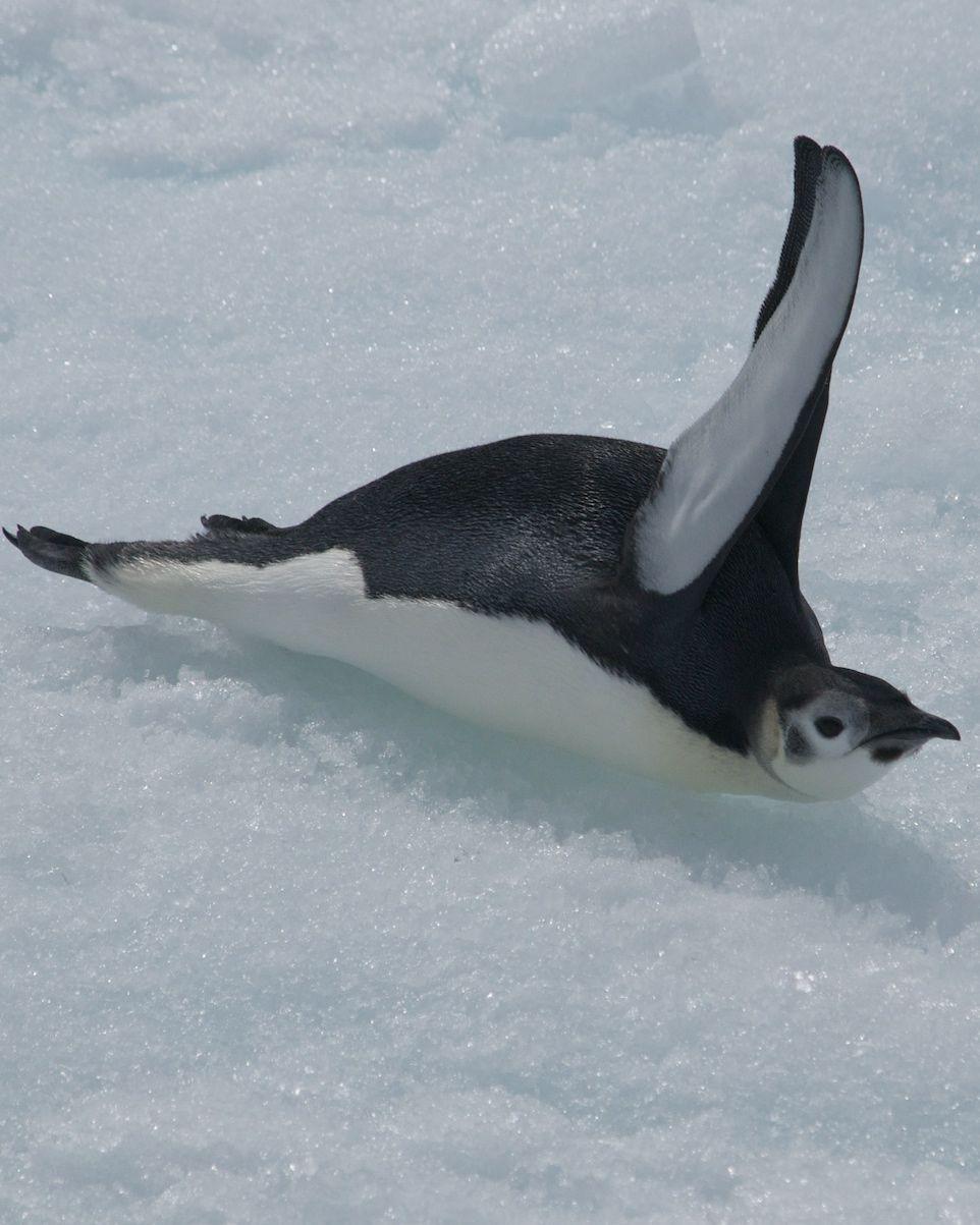 Emperor Penguin Photo by John Mittermeier