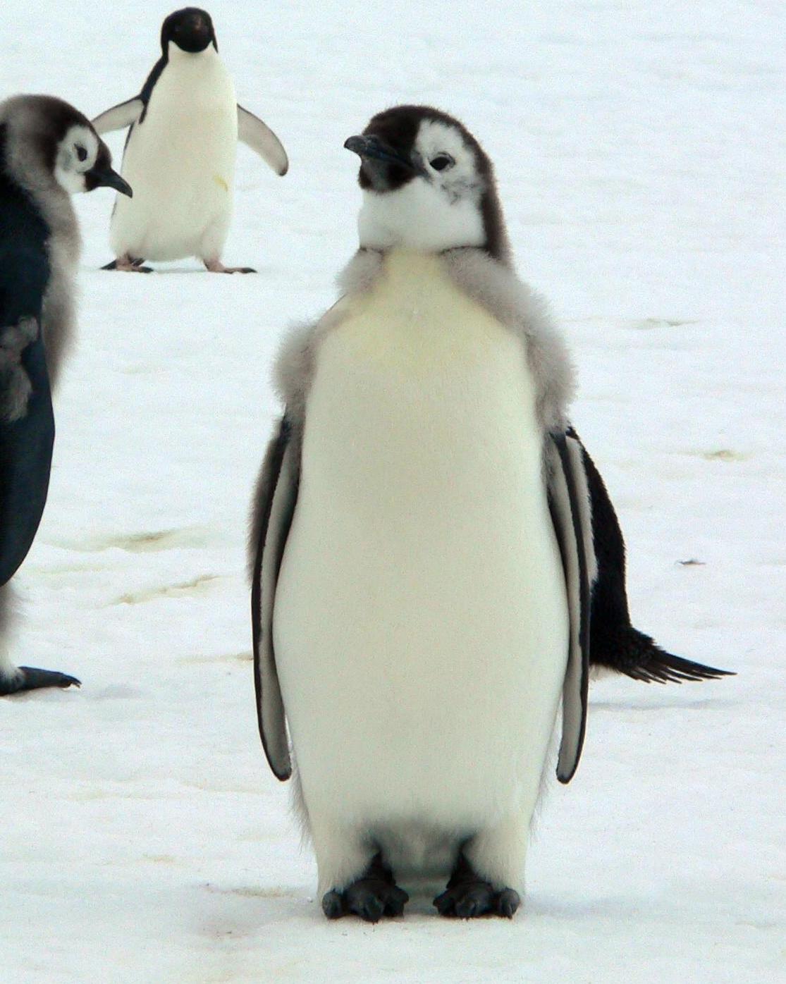 Emperor Penguin Photo by Peter Lowe