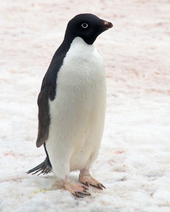 Adelie Penguin Photo by Carl Billingham