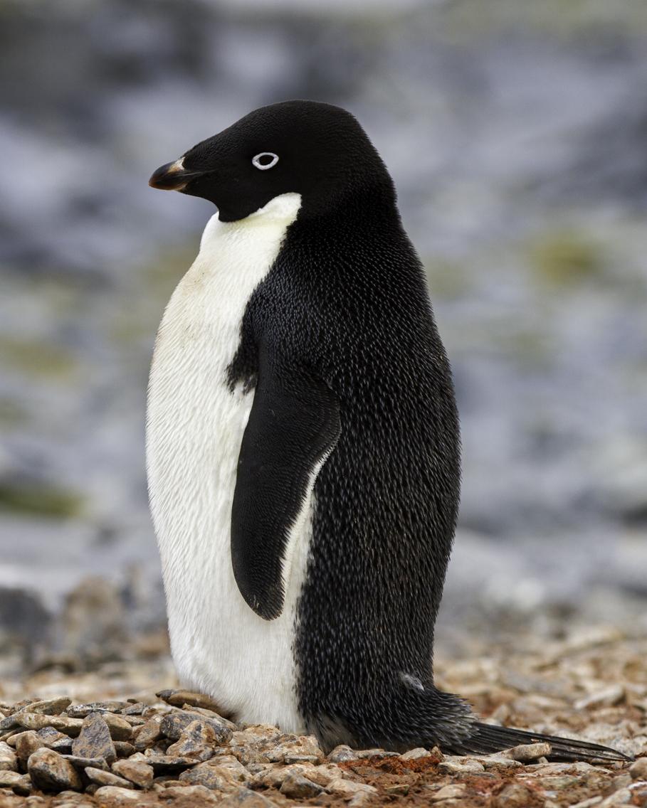 Adelie Penguin Photo by Rhys Marsh
