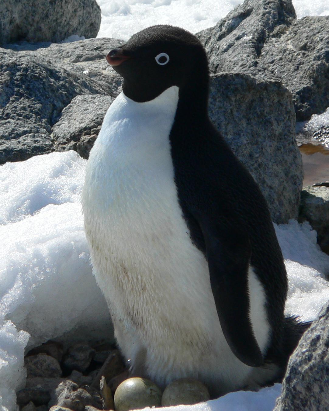 Adelie Penguin Photo by Peter Lowe