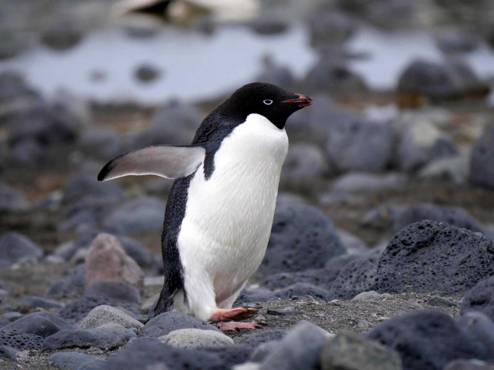 Adelie Penguin Photo by Peter Lowe