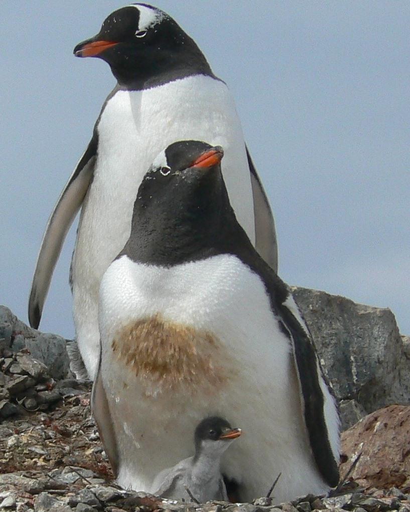 Gentoo Penguin Photo by Katrina M. Weber