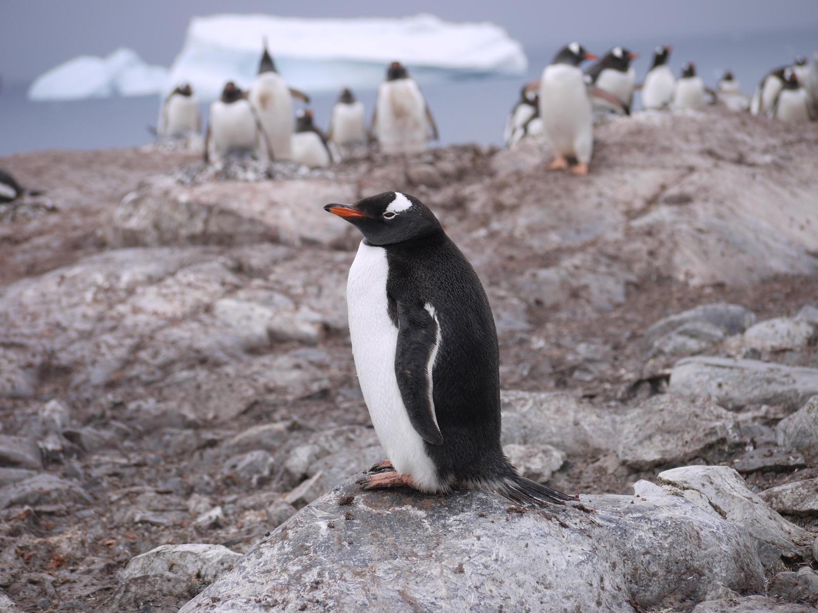 Gentoo Penguin Photo by Peter Lowe