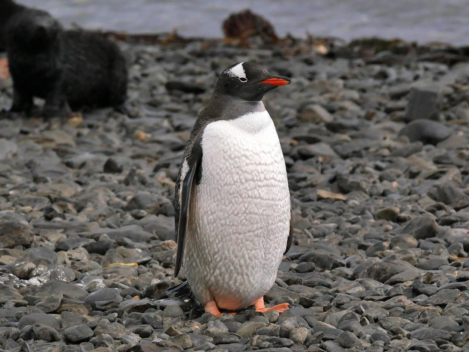 Gentoo Penguin Photo by Peter Lowe