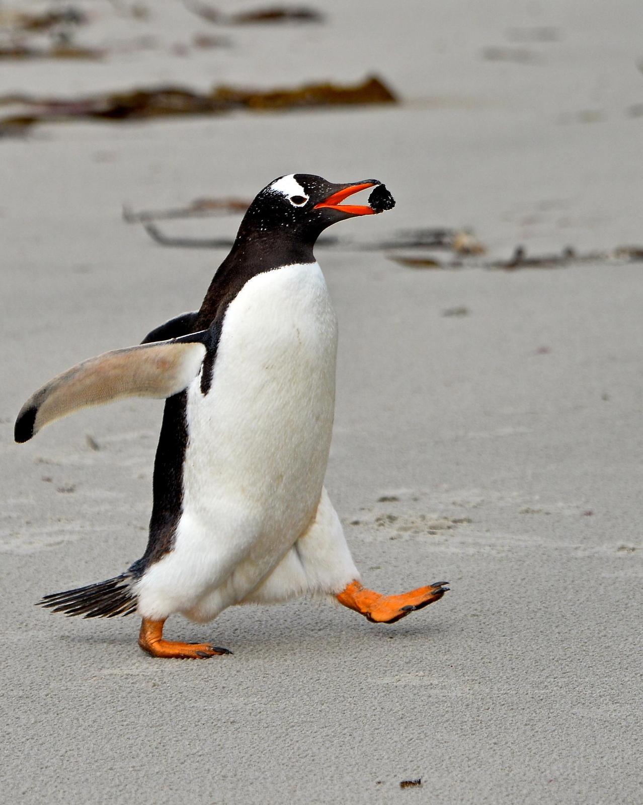 Gentoo Penguin Photo by Gerald Friesen