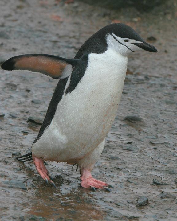 Chinstrap Penguin Photo by Bill Moorhead
