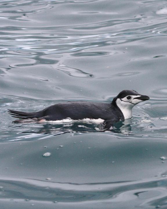 Chinstrap Penguin Photo by Rachel Eberhard