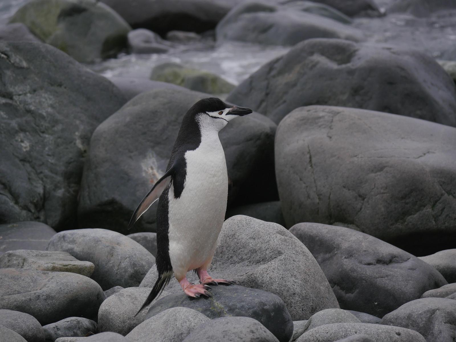 Chinstrap Penguin Photo by Peter Lowe