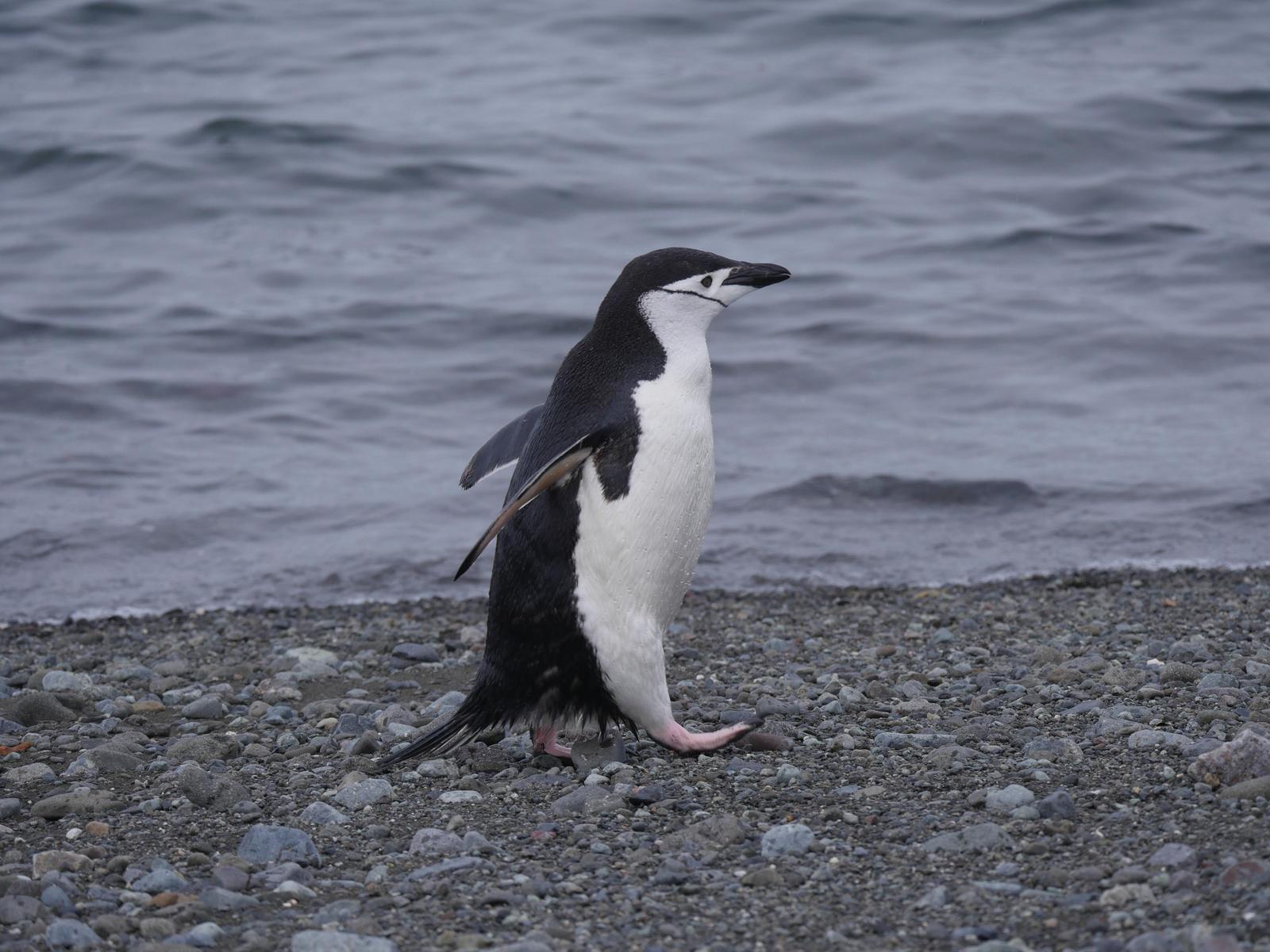 Chinstrap Penguin Photo by Peter Lowe