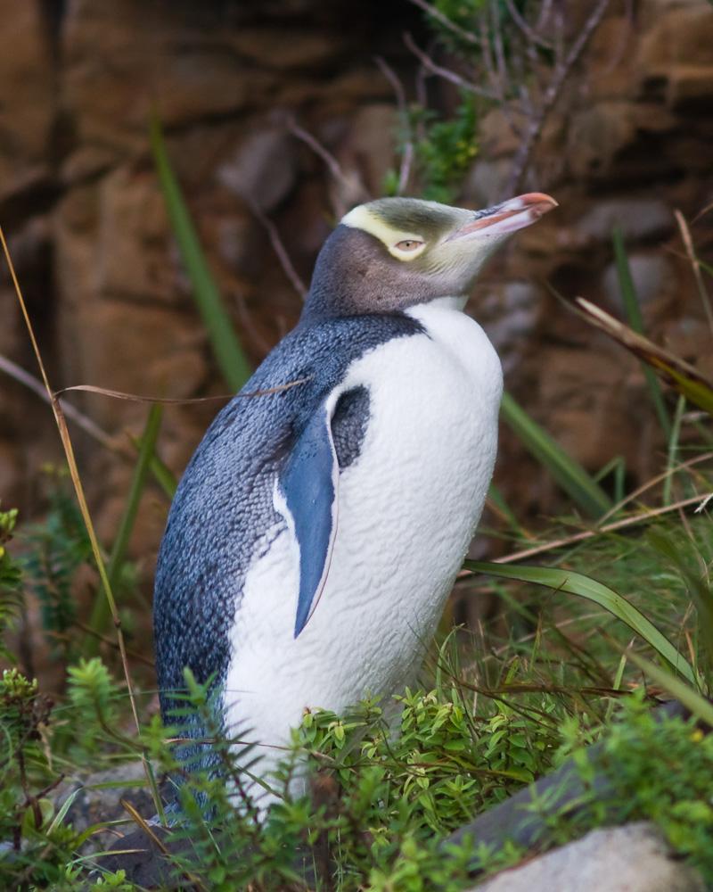 Yellow-eyed Penguin Photo by Chris Harrison