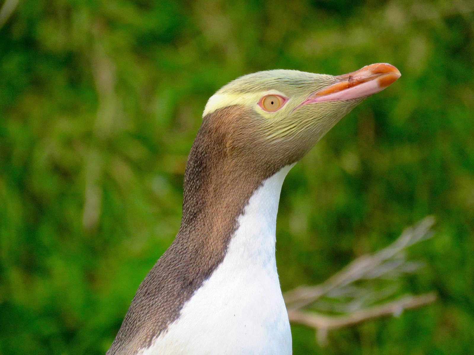 Yellow-eyed Penguin Photo by Lisa Owens